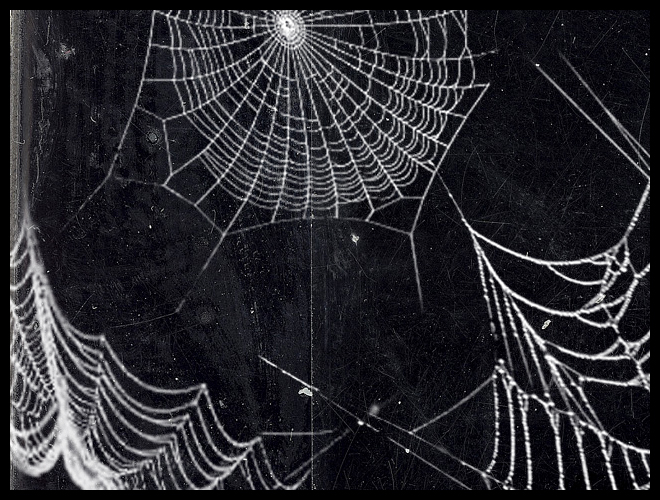 Spider Web PSD