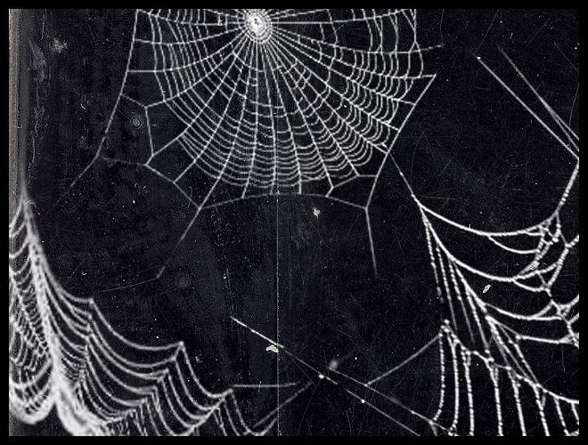 Spider Web PSD Spider Web PSD