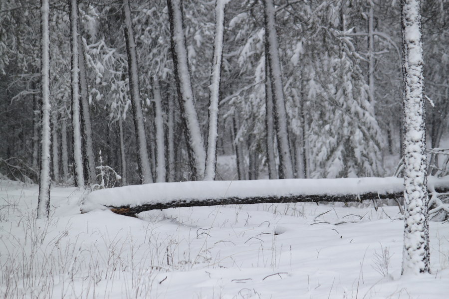 Stock Pictures Free Snow Falling