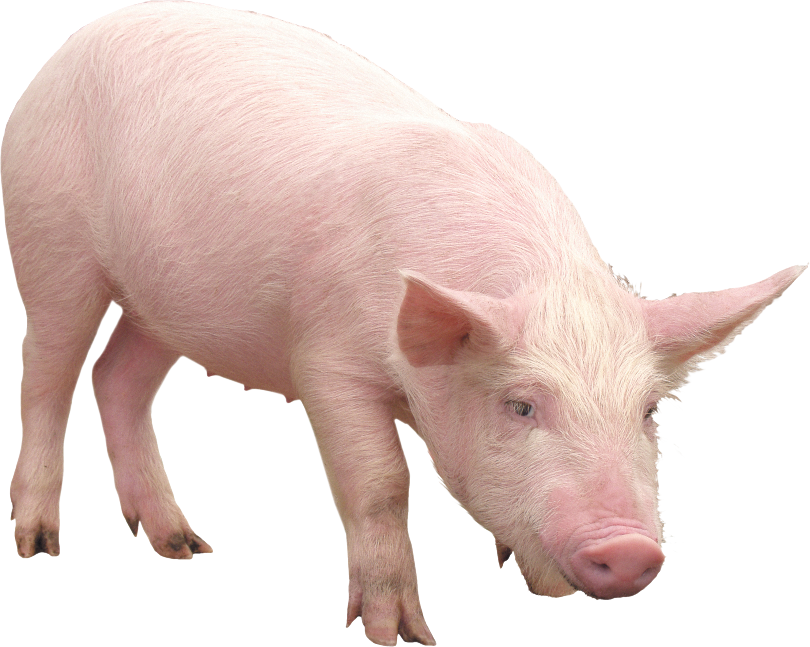 Transparent Pink Pig Transparent Pink Pig