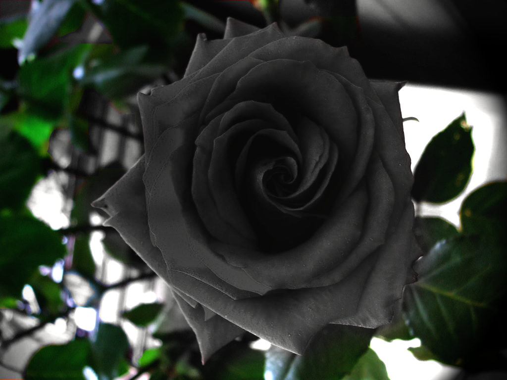 Turkish Black Rose