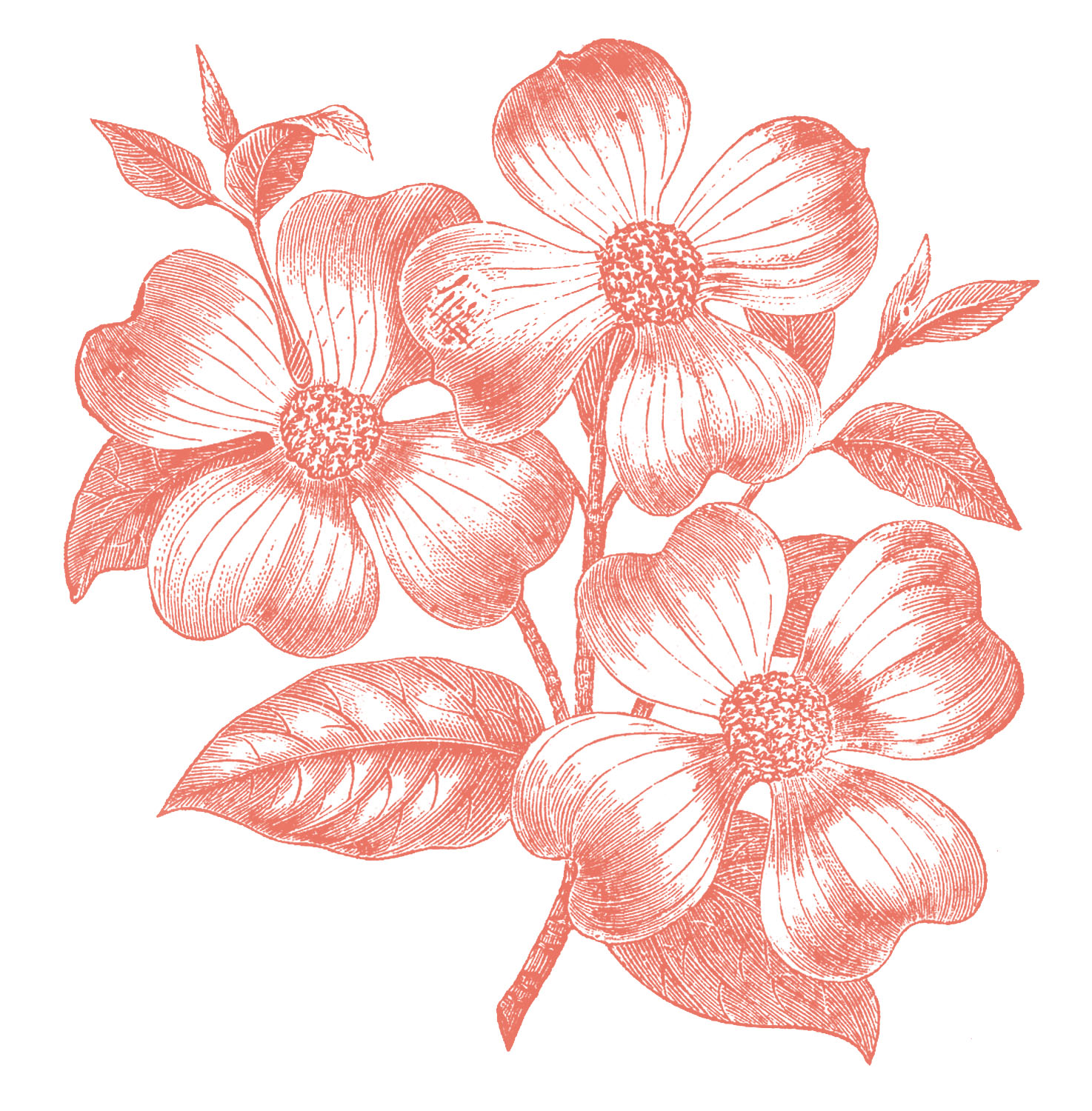 Vintage Flower Graphics Free