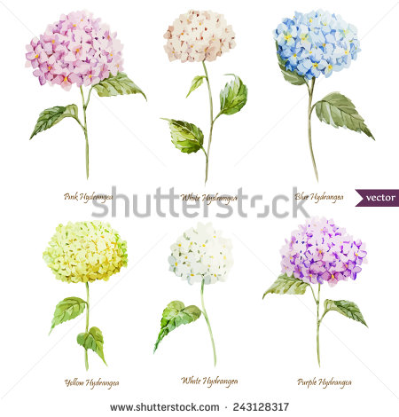 Watercolor Hydrangeas and Flowers PNG Watercolor Hydrangeas and Flowers PNG