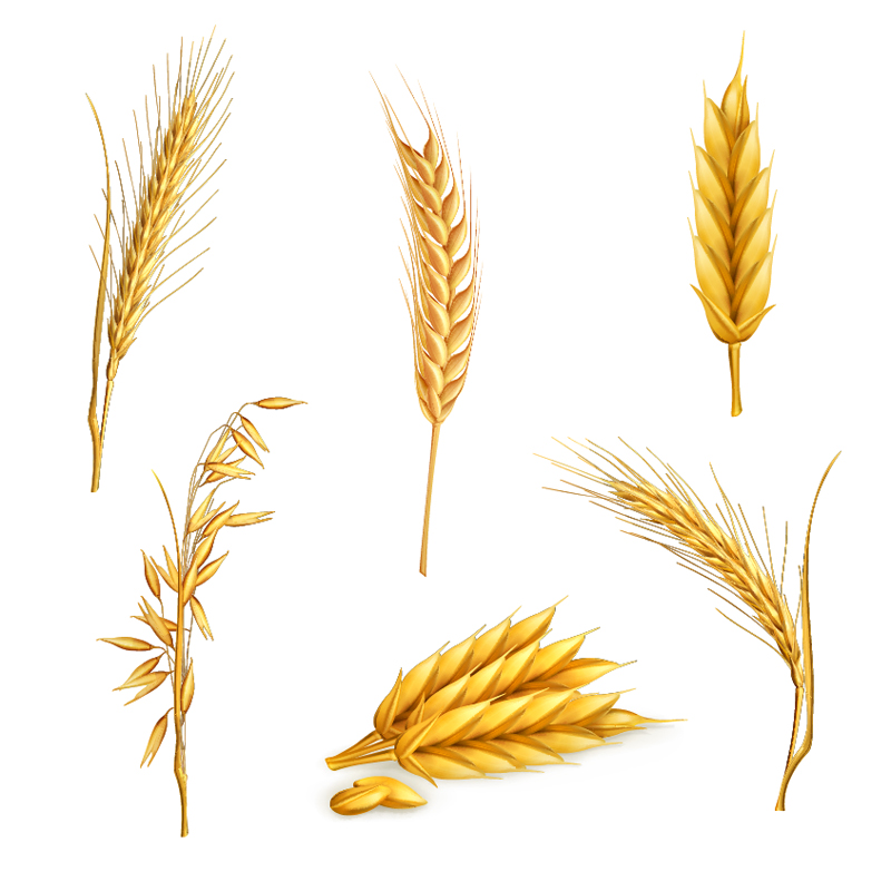 Wheat Clip Art Free Download