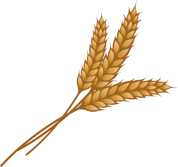 Wheat Stalk Illustration