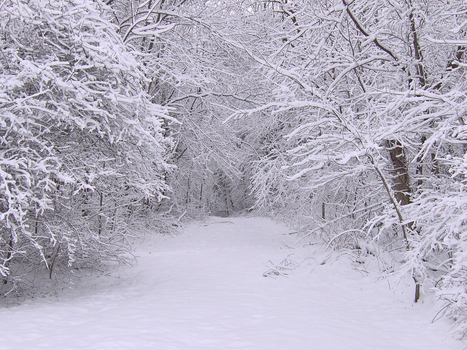 Winter Snow Scenes for Desktop Background