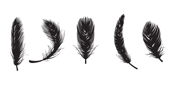 Bird Feather Vector Free