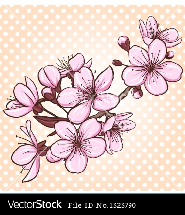 Cherry Blossom Vector