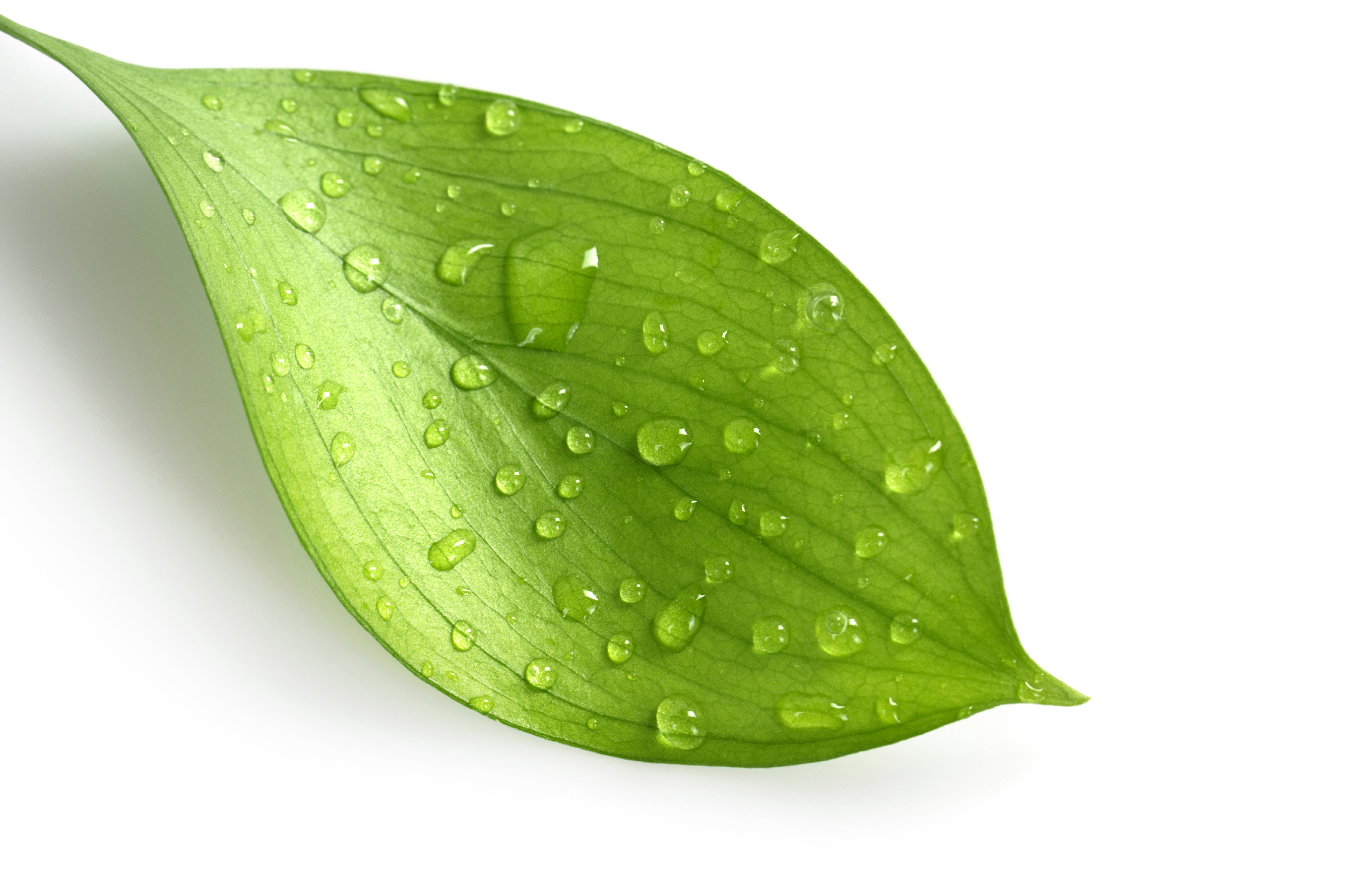 Cool Designs of Leaves Cool Designs of Leaves