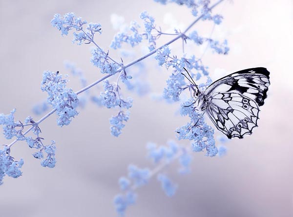 Delicate Butterfly