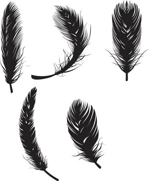 13 Feather Vector Art Images
