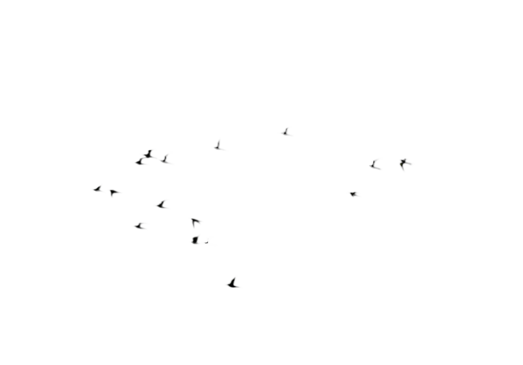 Flock of Birds Flying Drawing