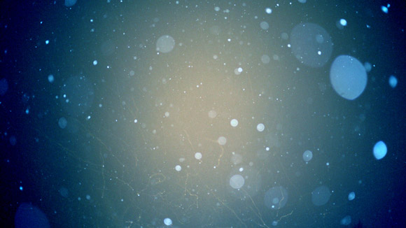 Free Stock Photography Snow