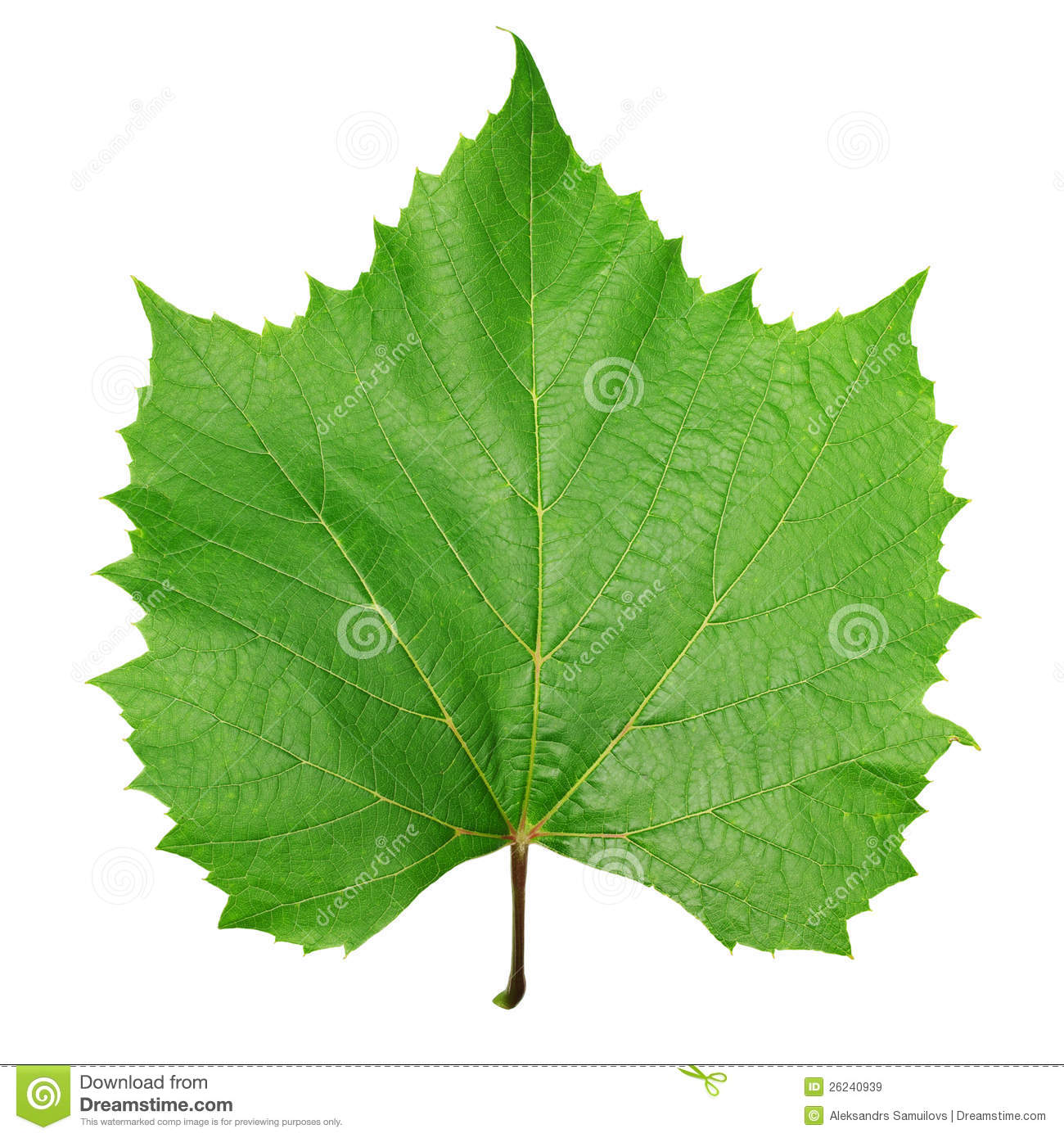 Green Leaf Vines