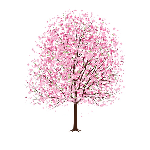 Japanese Cherry Blossom Tree Drawing