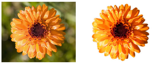 Photoshop Cut Out Flowers