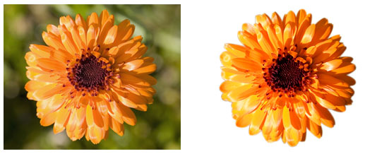 Photoshop Cut Out Flowers Photoshop Cut Out Flowers