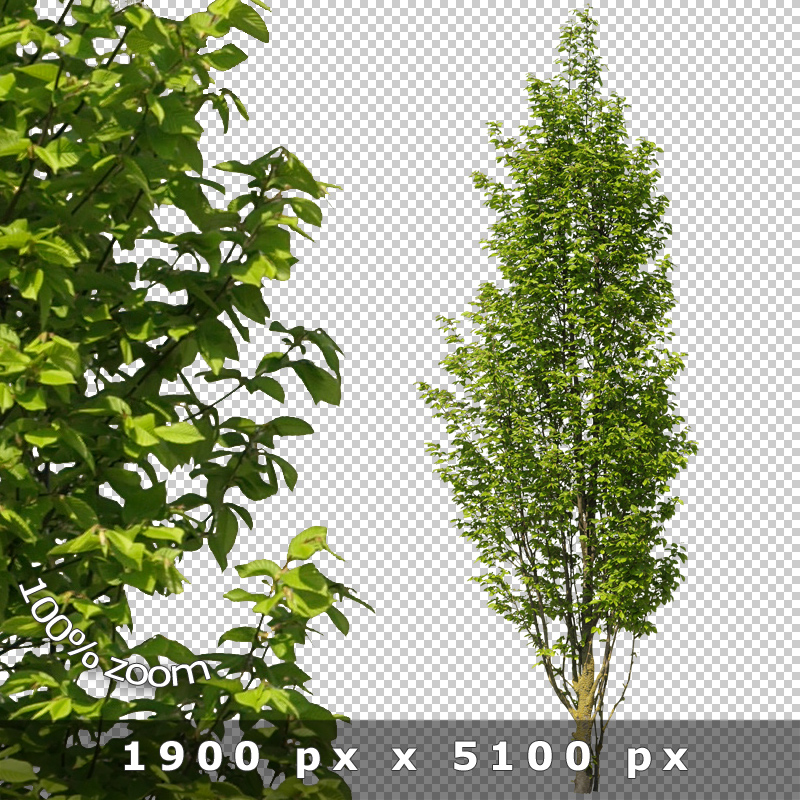 Photoshop Tree Cutout