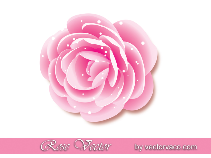 Pink Rose Vector
