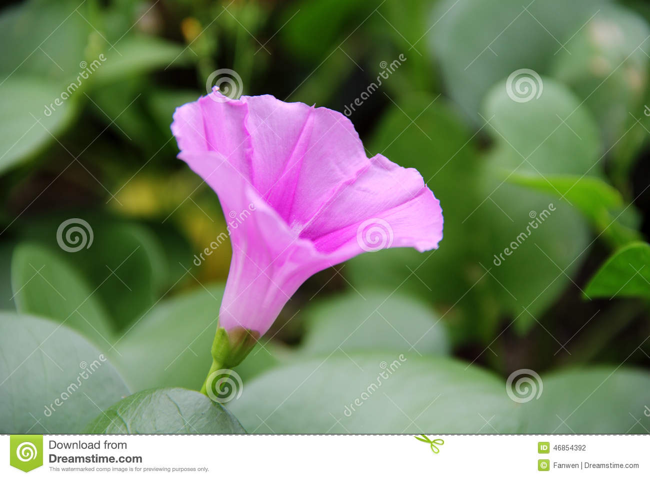 Simple Background with Flowers Up Close