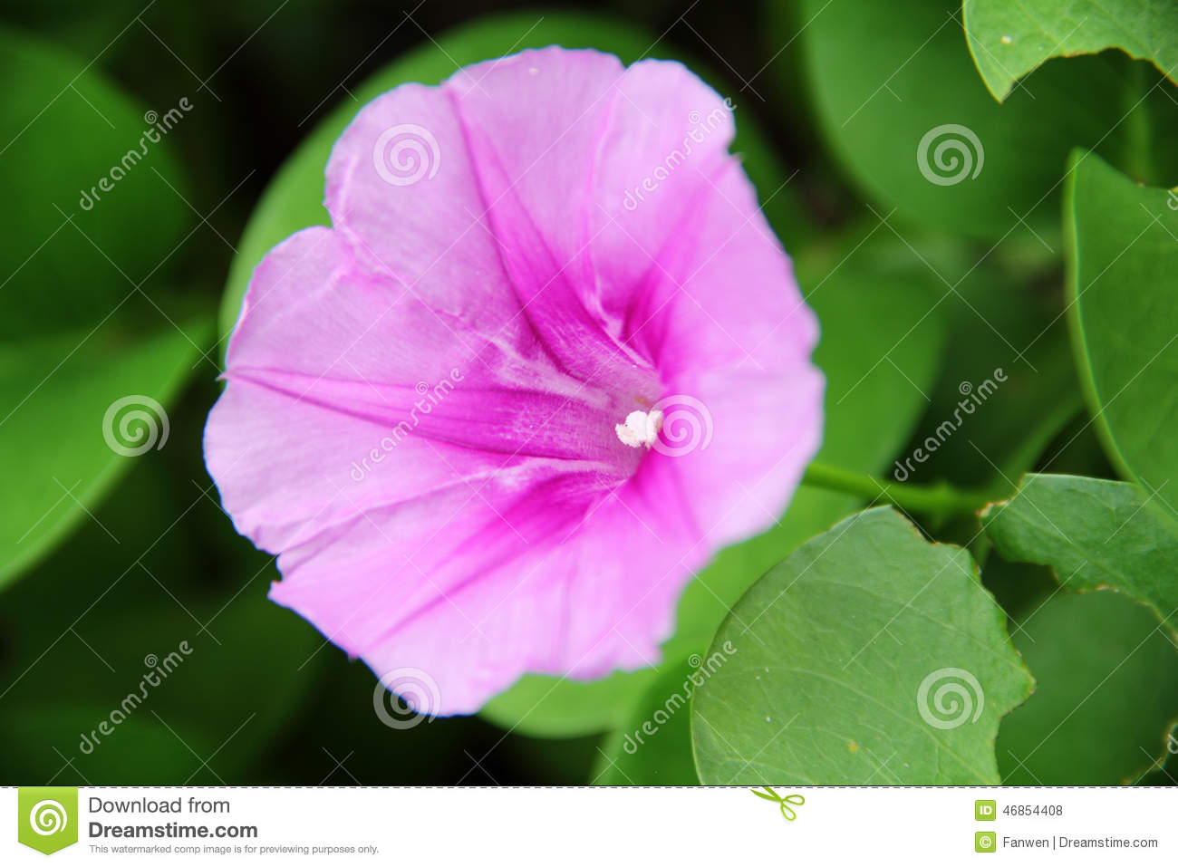 Simple Natural Beautiful Flowers