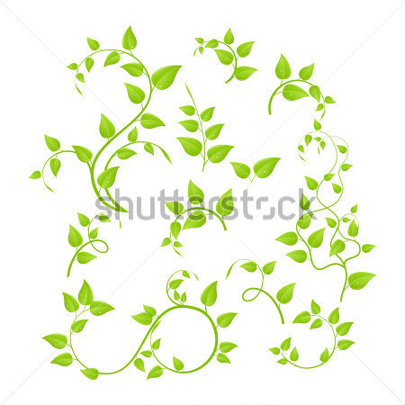 Vine Leaf Branch Vector