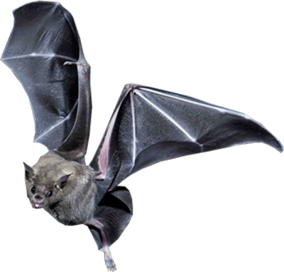 Bat PSD