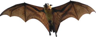 Indian Flying Fox Bat