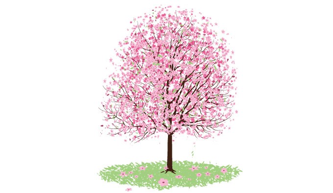 Cherry Blossom Tree