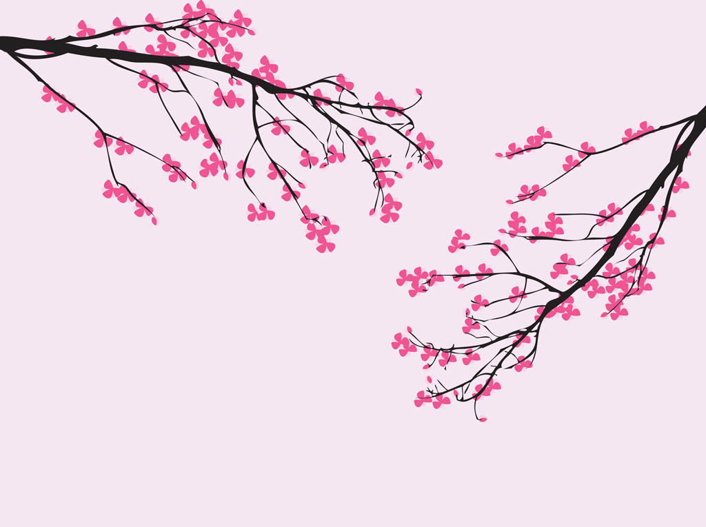 12 Photos of Cherry Blossom Vector