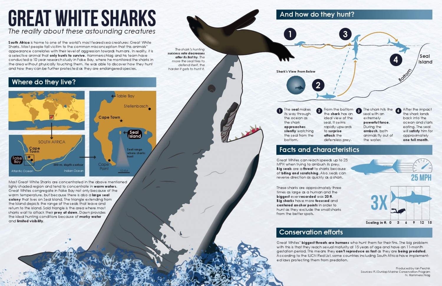 Great White Shark Infographic