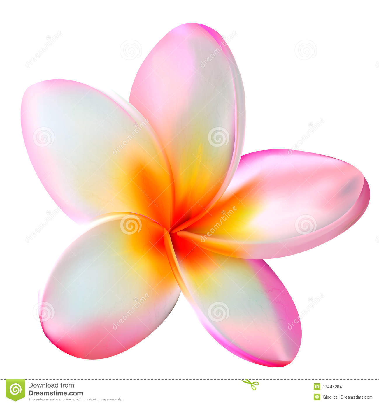 Pink Plumeria Flower Clip Art