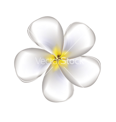 Plumeria Flower Drawings