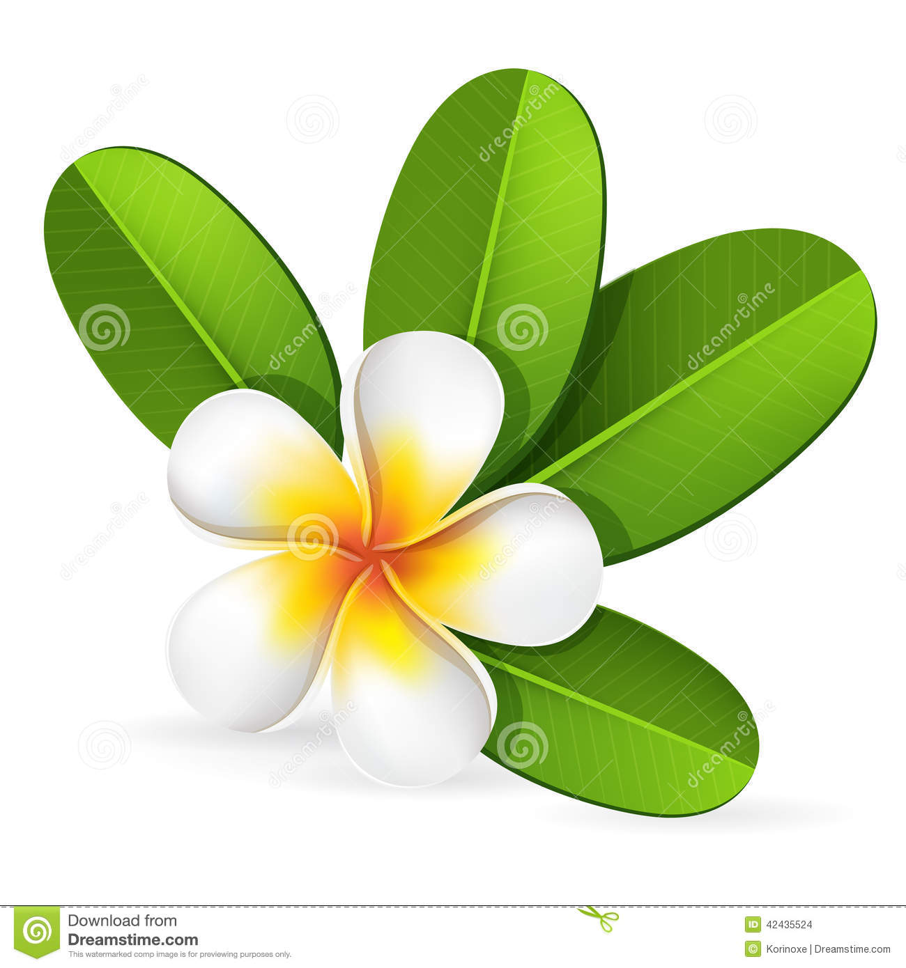 Plumeria Frangipani Flower Clip Art