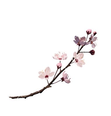 Single Cherry Blossom Tattoo