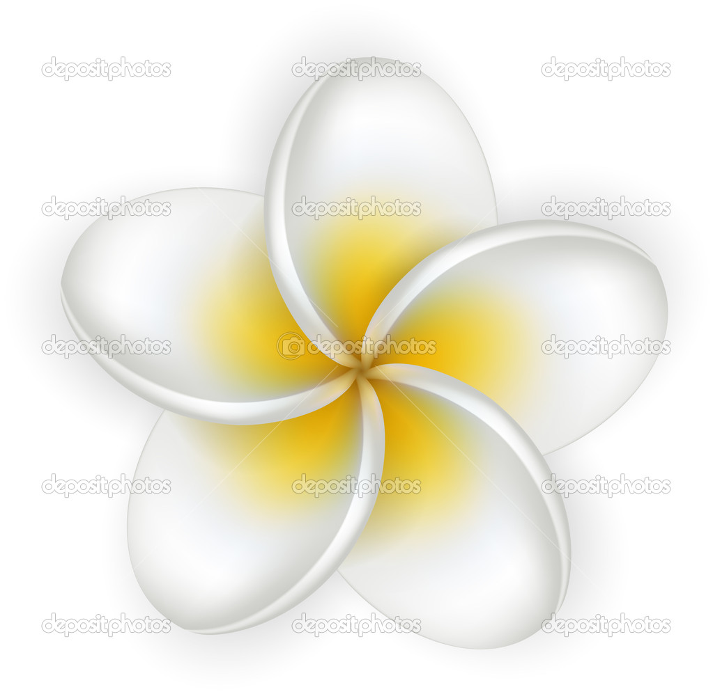 Single White Plumeria Flower