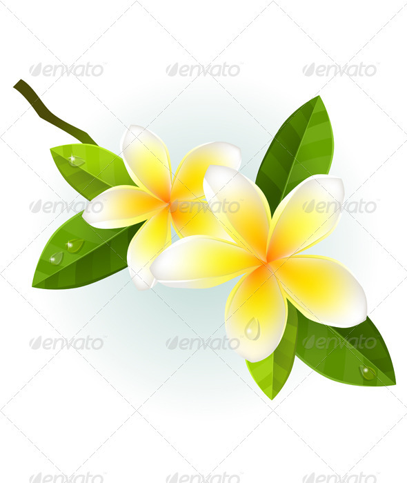 White Plumeria Flower